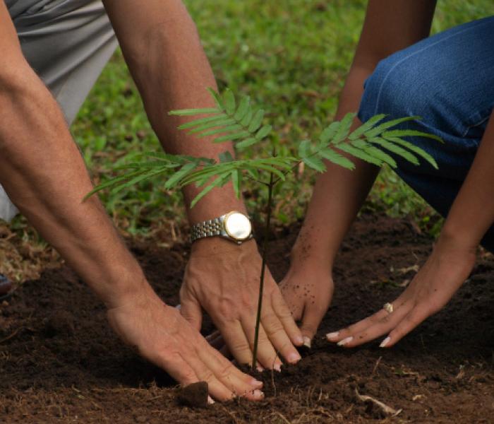 Planting a young tree together