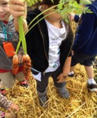 A child holding up carrots to the camera